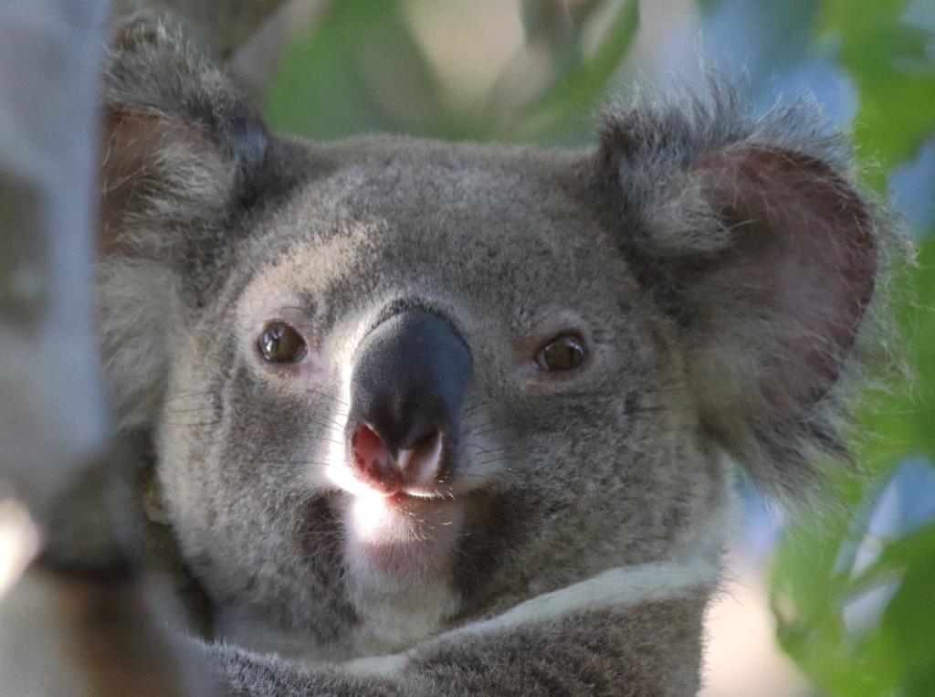 Koala