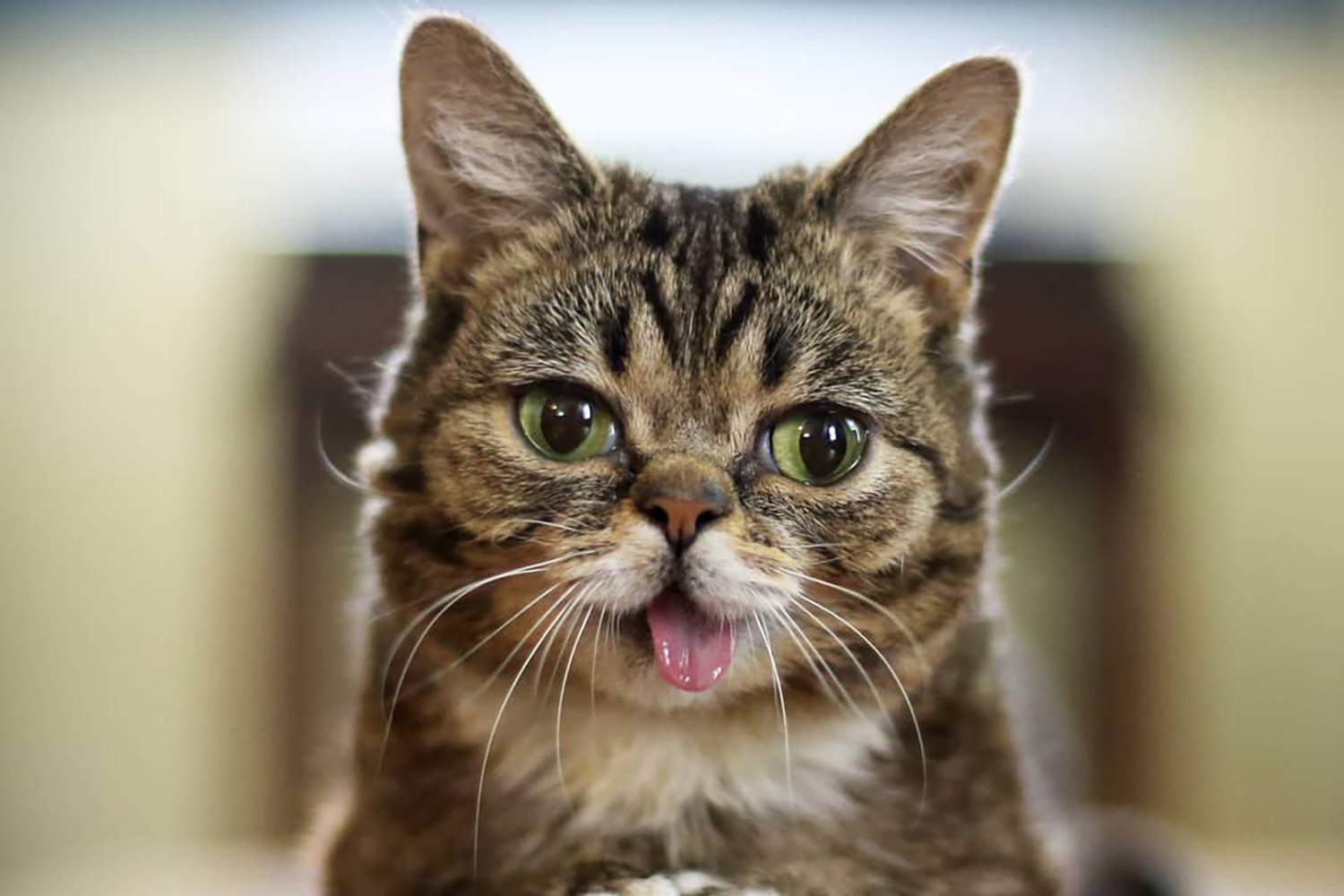 lil bub