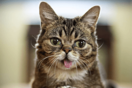 lil bub