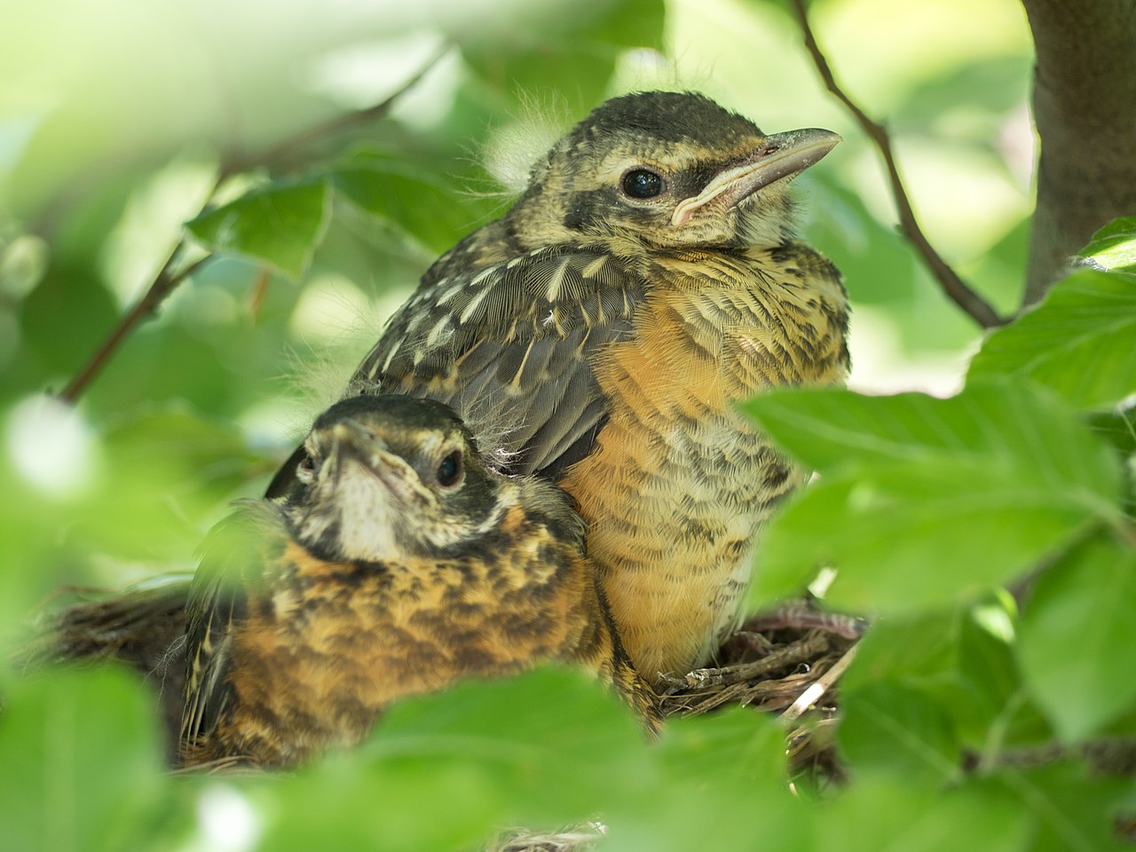 Robins