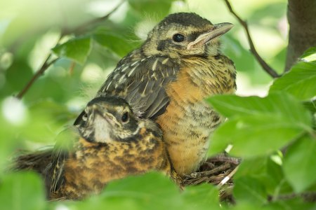 Robins