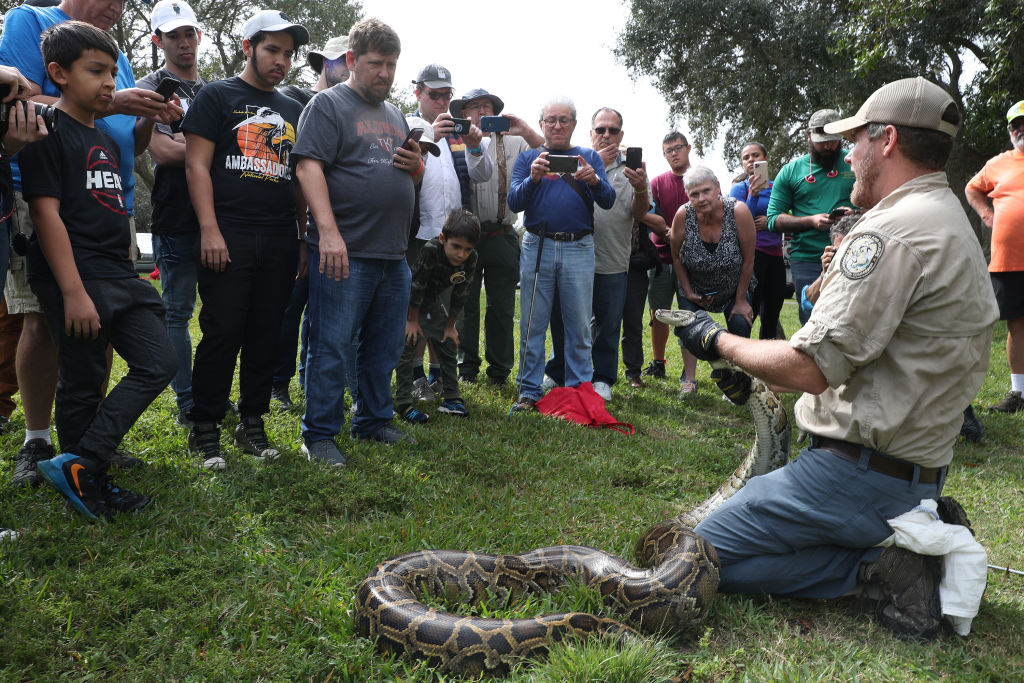 Hunters Gather In Florida Everglades To Capture Pythons In "Python Bowl"
