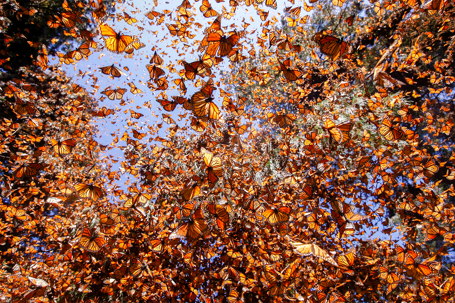 Monarch butterflies in the El Rosario sanctuary in Mexico
