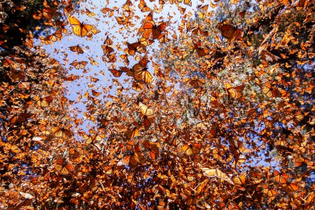 Monarch butterflies in the El Rosario sanctuary in Mexico