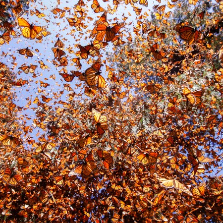 Monarch butterflies in the El Rosario sanctuary in Mexico