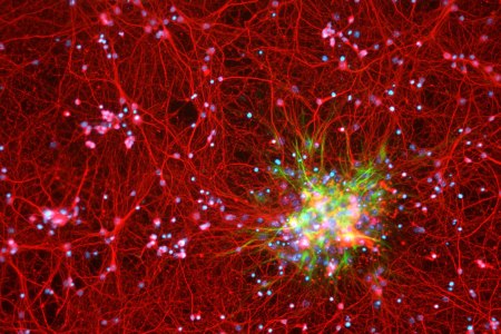 Neurons