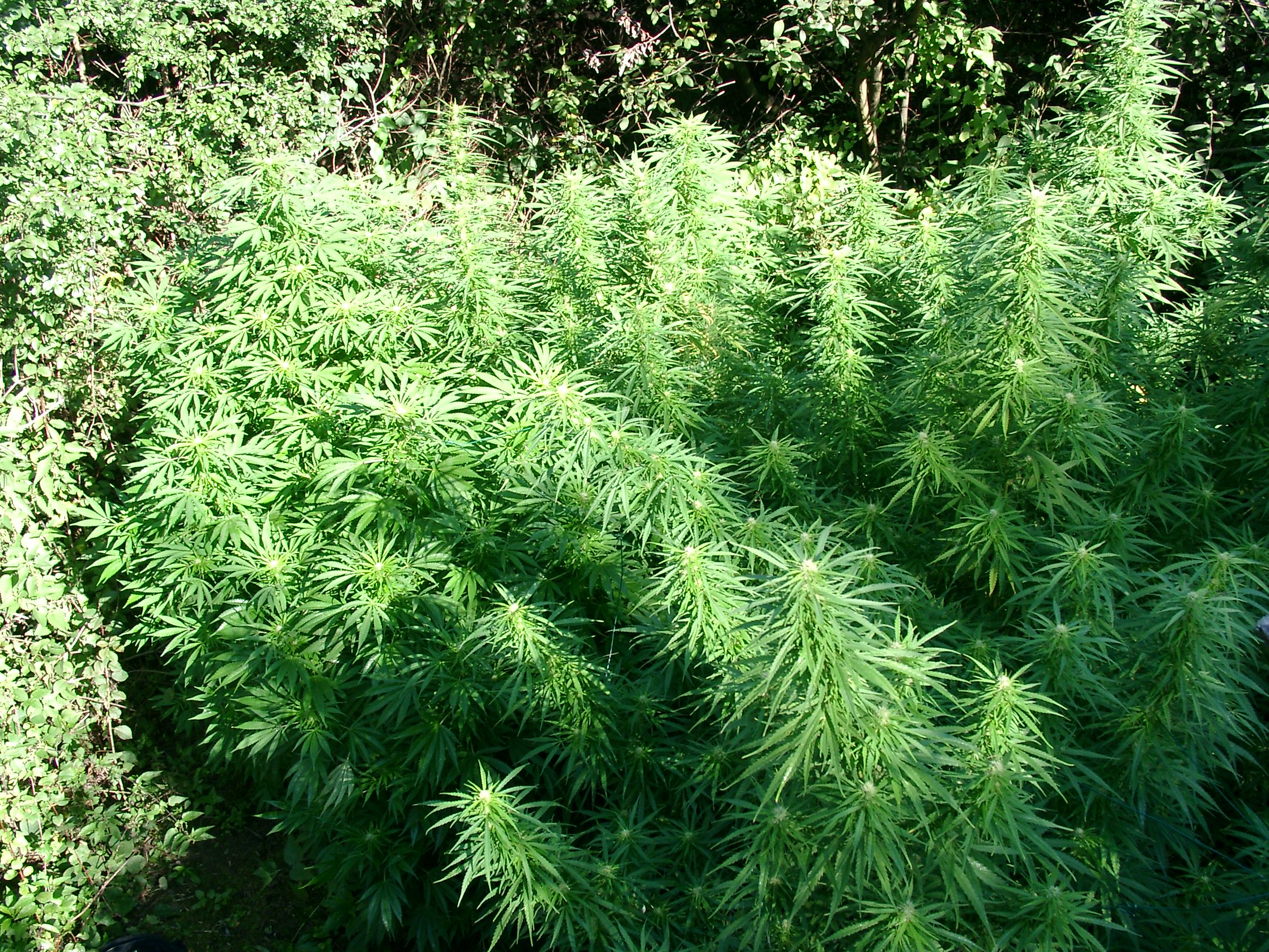 Cannabis