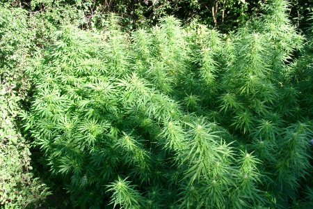 Cannabis