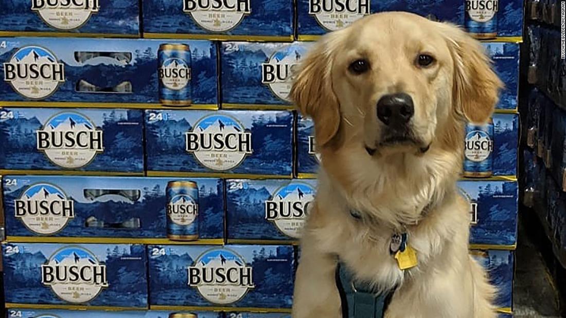 Foster a dog, get a month's supply of beer.