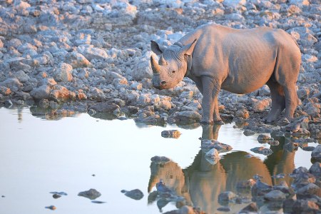 Rhinoceros