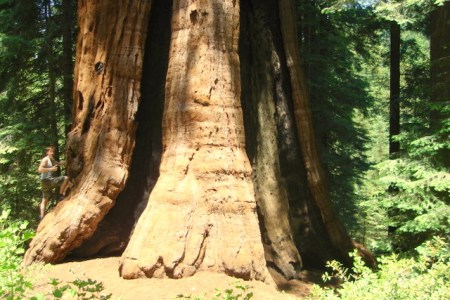 Stagg Tree