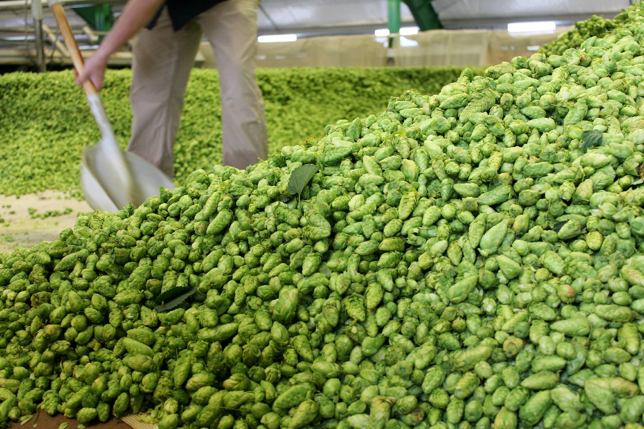 Citra, Simcoe, Cashmere, and Callista Hops