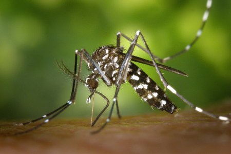 Mosquito biting a human