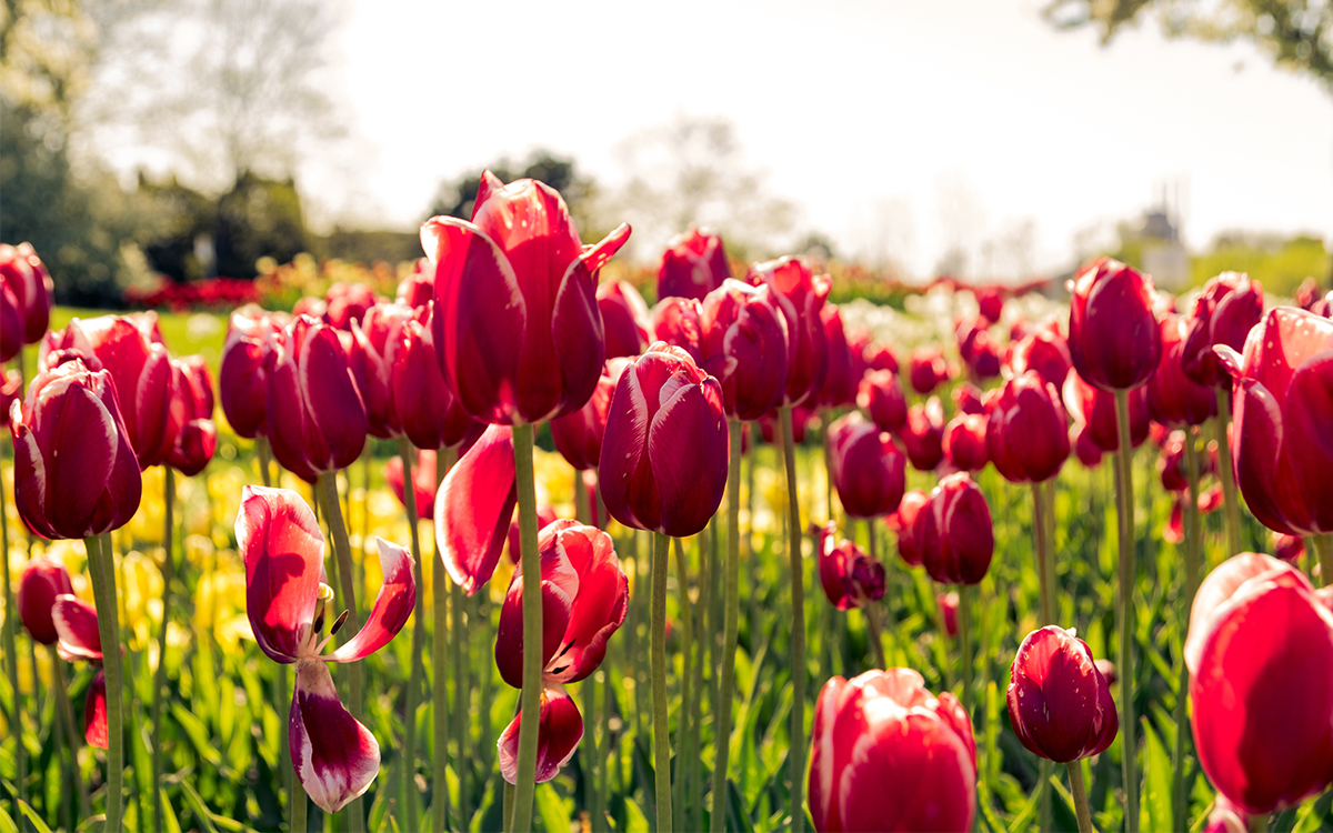 Tulips