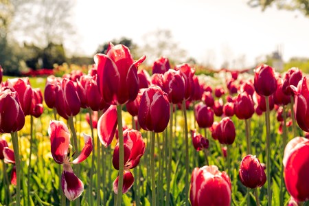 Tulips