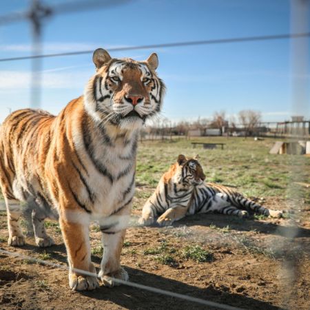 Wild Animal Sanctuary In Colorado Home To Almost 40 Tigers From Wildly Popular Documentary Of Joe Exotic "Tiger King"