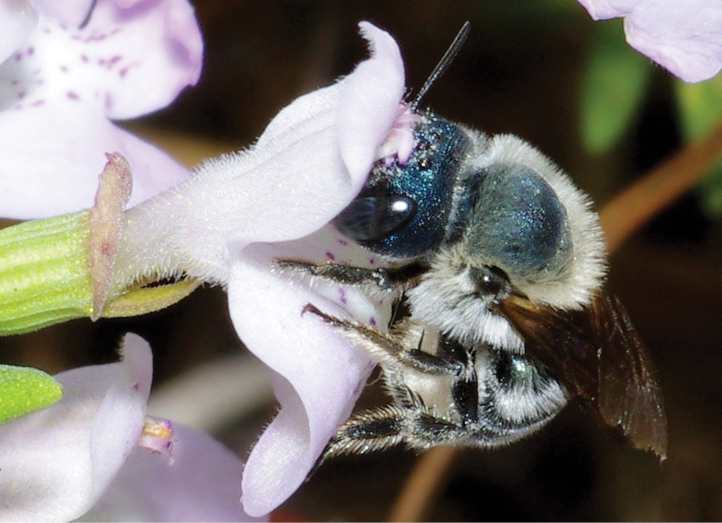 Blue bee