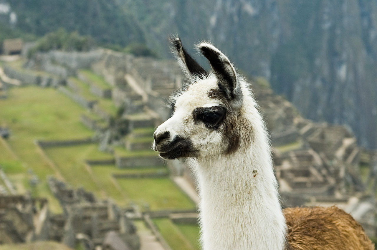llama