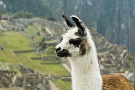llama