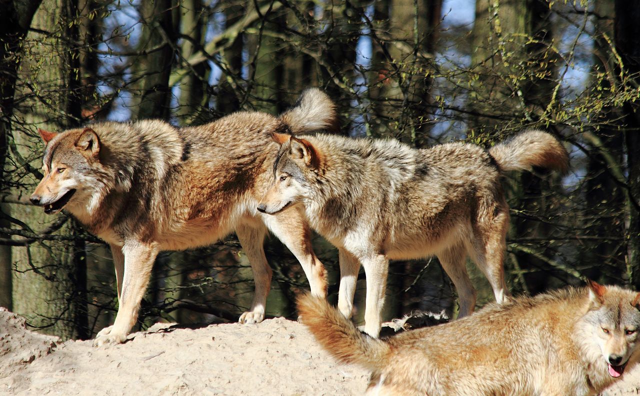 Wolves