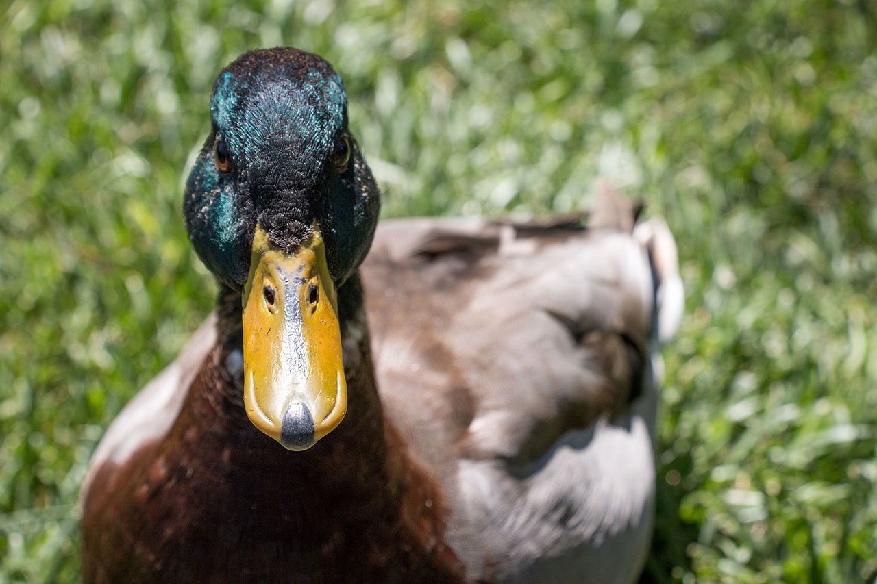 A duck