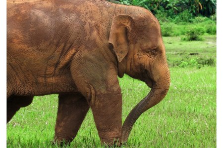 Elephant