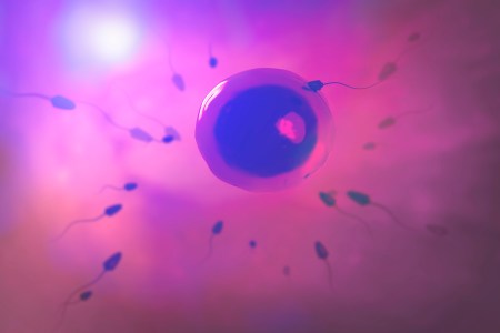 fertility