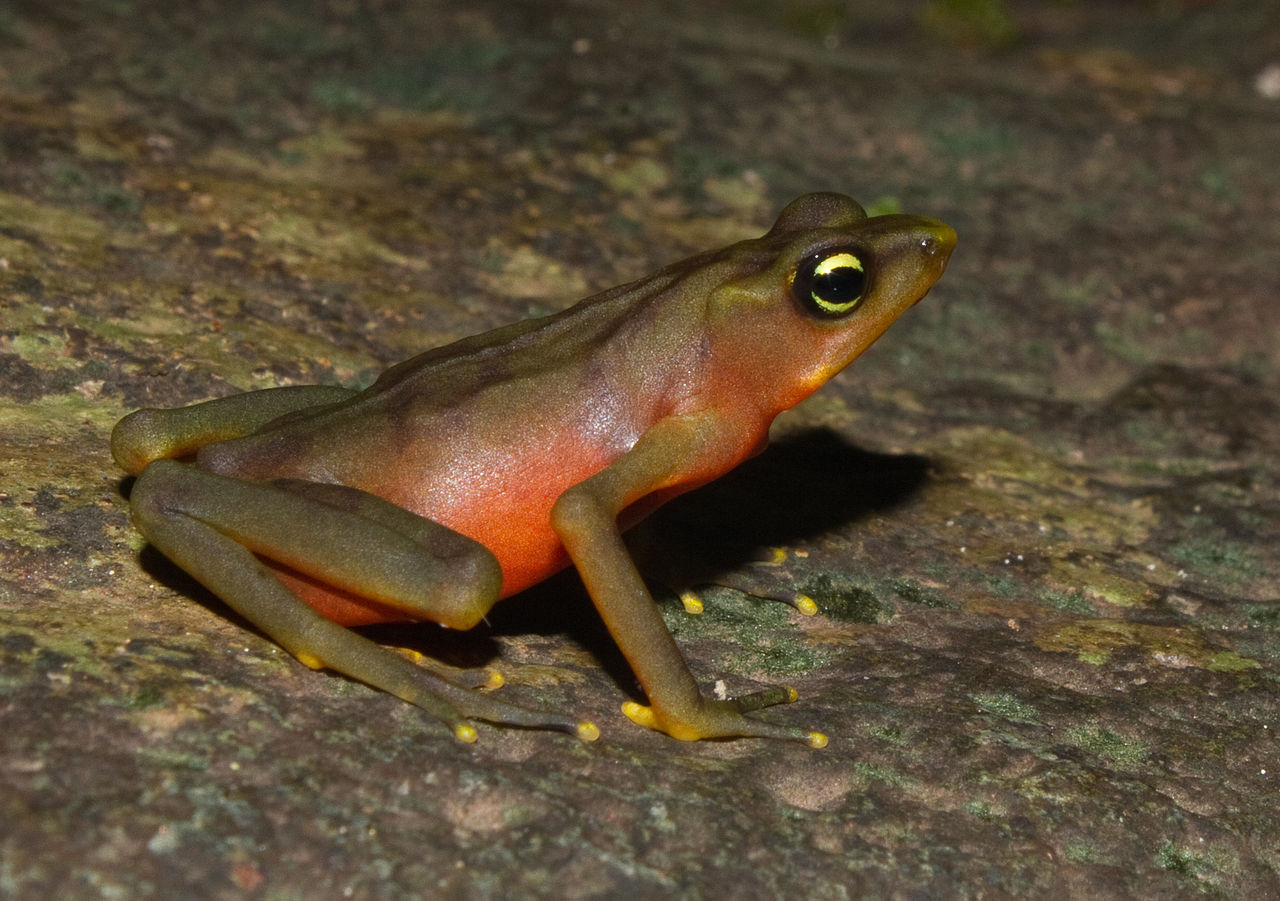 Harlequin frog
