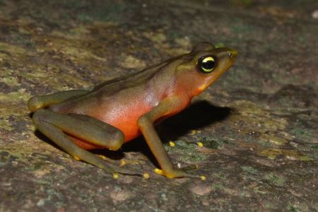 Harlequin frog