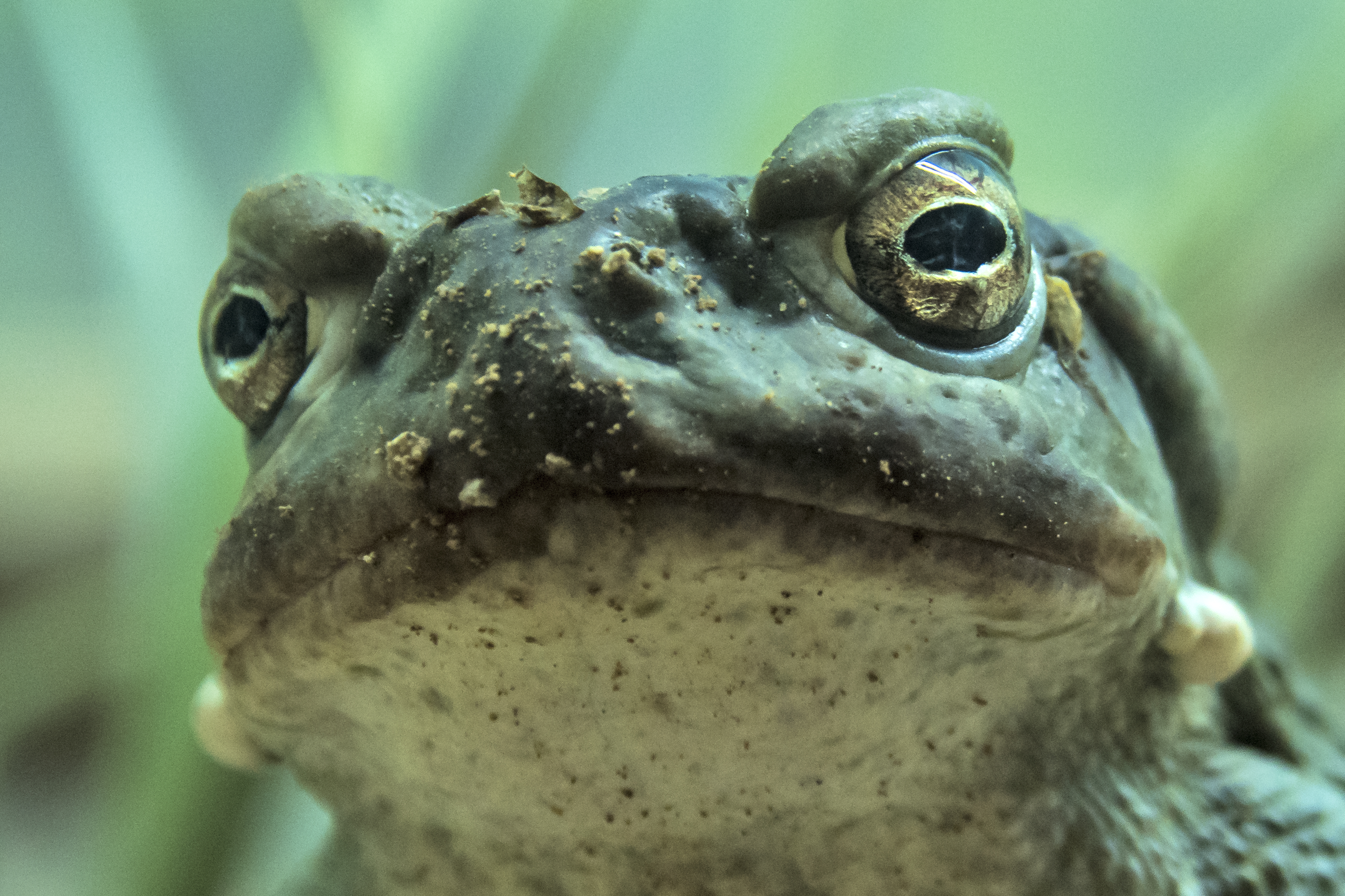 toad venom