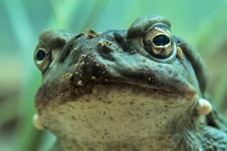 toad venom