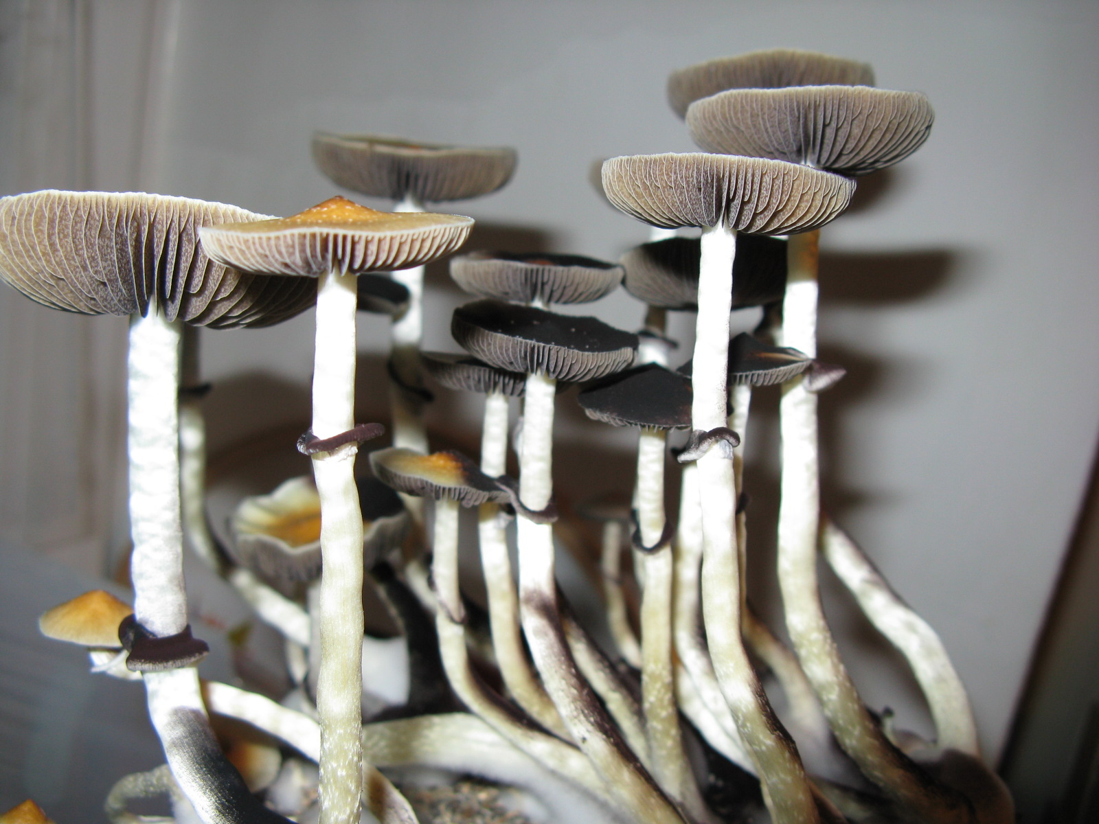 Magic mushrooms