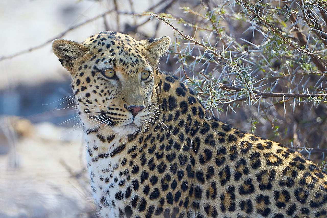 Leopard
