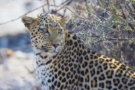 Leopard