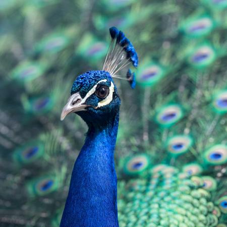 peacock