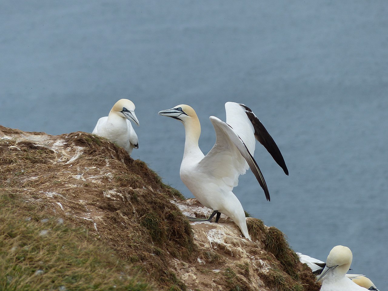 Gannets