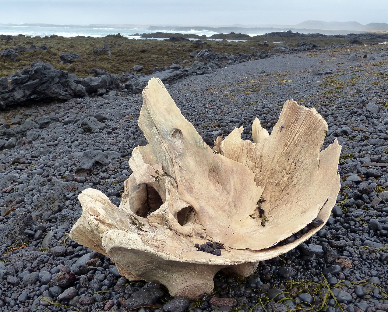 Whale bones