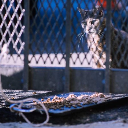 feral cats new york rats
