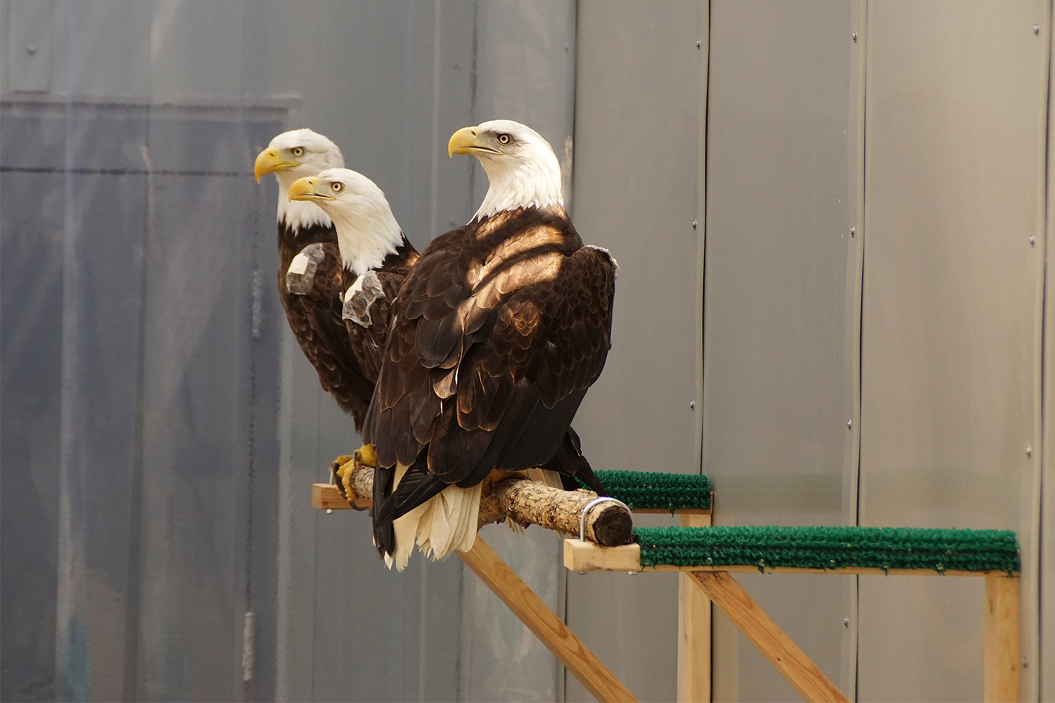 Three bald eagles in an outdoor enclosure at the University of Minnesota Raptor Center