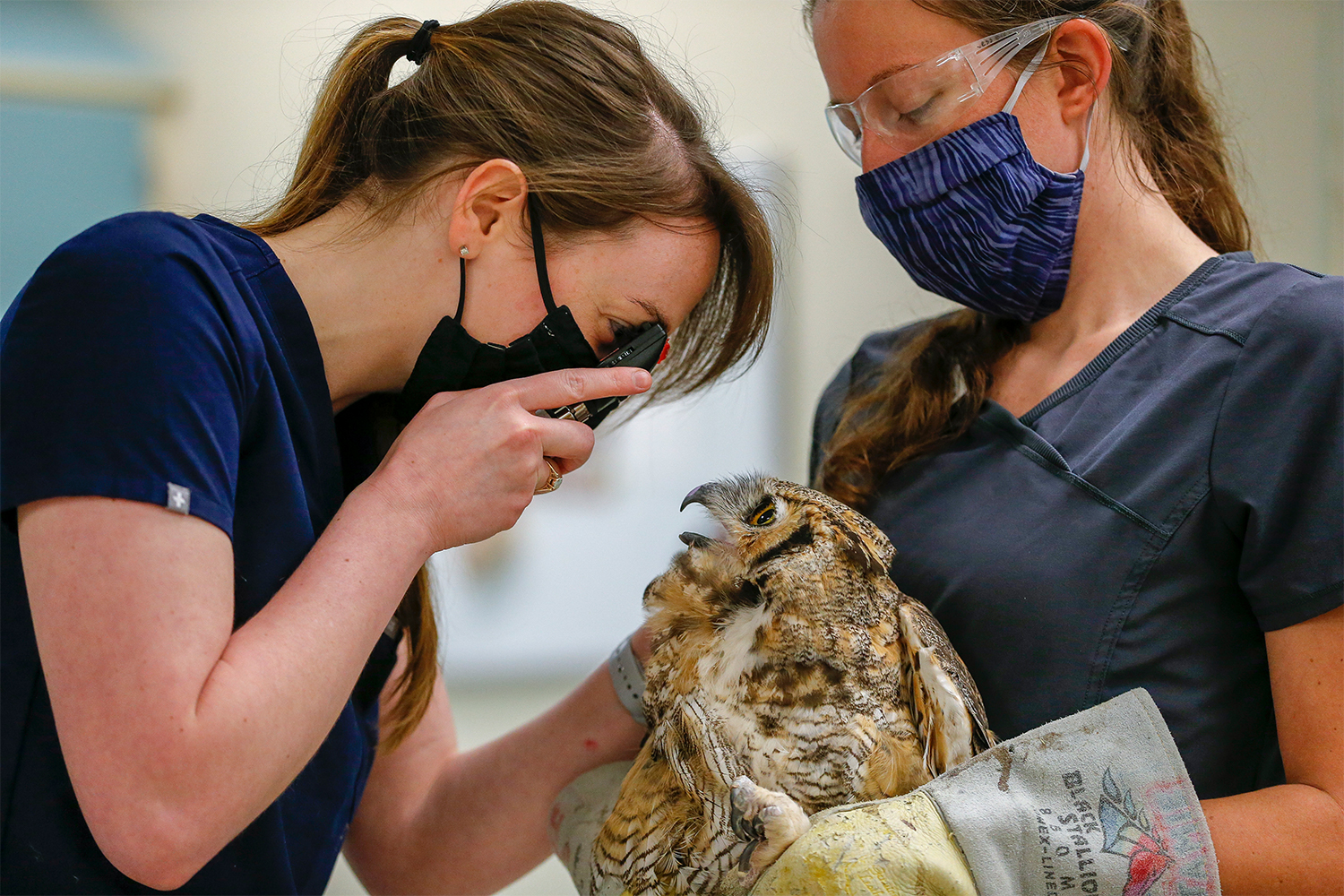 A great horned owl gets an eye exam at the University of Minnesota's Raptor Center