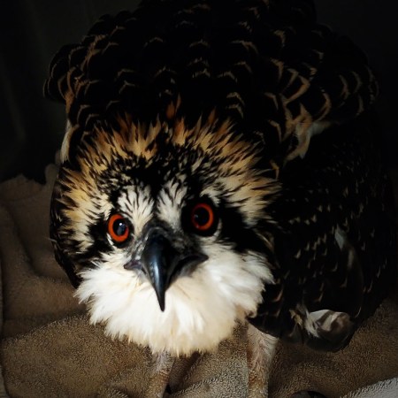 A juvenile osprey at The Raptor Center at the University of Minnesota
