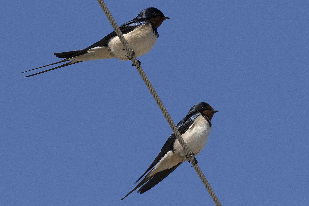 birds