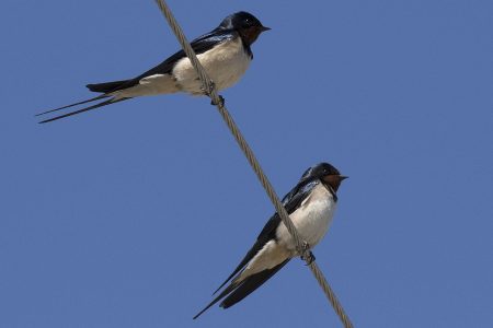 birds