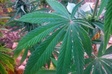 Cannabis