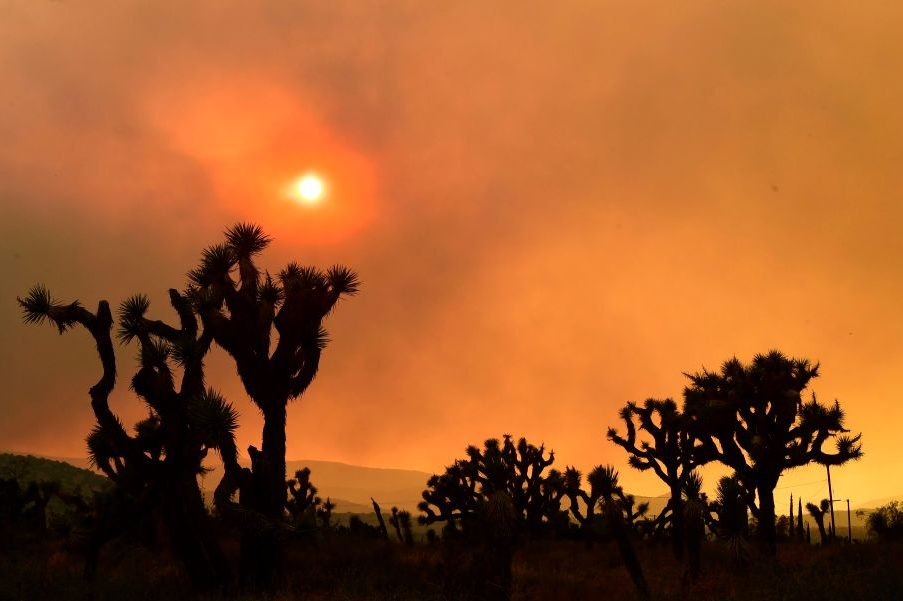 Joshua Trees