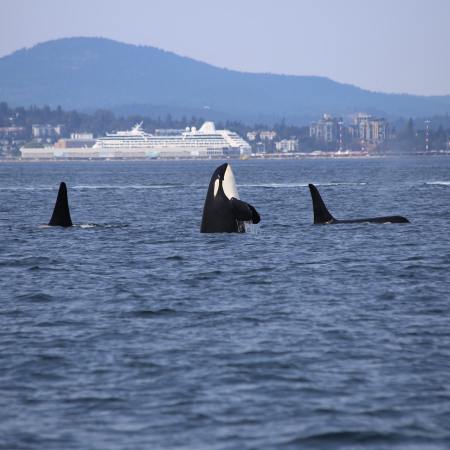 Orcas