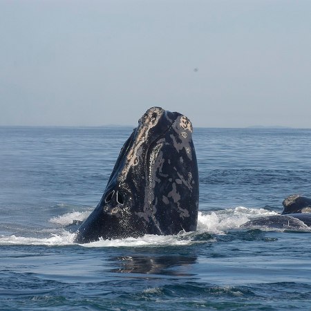 A North Atlantic right whale
