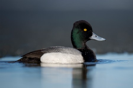 lesser scaup duck