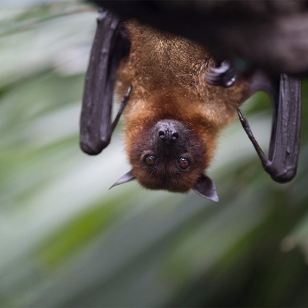 Bats saving French wine vineyards