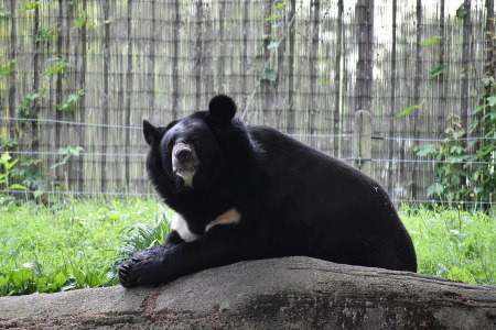 A bear